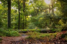 Beleef het bos van Marc Crutzen