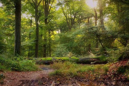 Beleef het bos