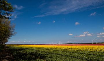 Tulpenveld Zeewolde van Patrick Ruitenbeek