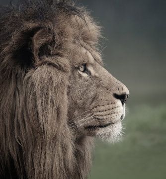 Portrait of a lion from the side by Barbara Kempeneers