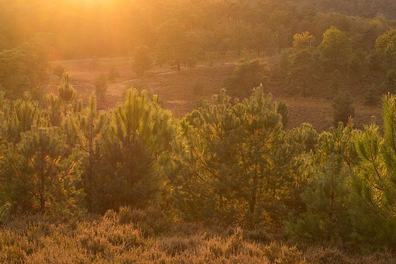 warm zonnig tegenlicht op de heide van Francois Debets