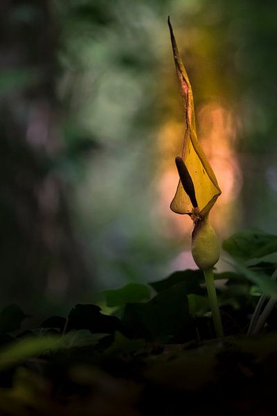 Arum par Guido Rooseleer