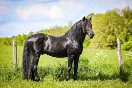 Schwarzer Hengst von Miranda Jansen Fotografie