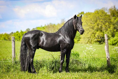 Schwarzer Hengst
