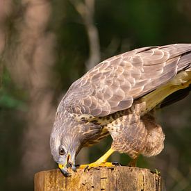 Buzzard sharpens its beak by Ron Buist