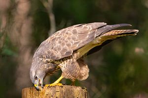 Bussard schärft seinen Schnabel