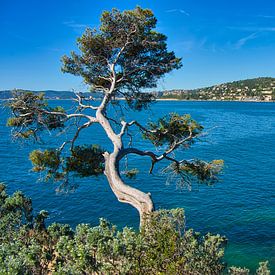 Cote d'Azur in Zuid-Frankrijk van Tanja Voigt