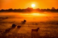 Schafe und Lämmer im Nebel bei Sonnenaufgang im Frühling von Bas Meelker Miniaturansicht