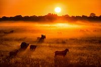 Sheep and lambs in the fog at sunrise in spring