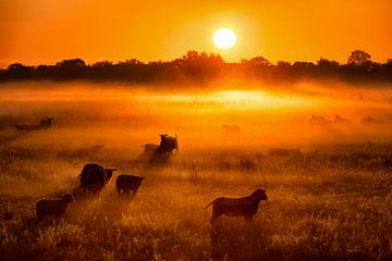 Schafe und Lämmer im Nebel bei Sonnenaufgang im Frühling