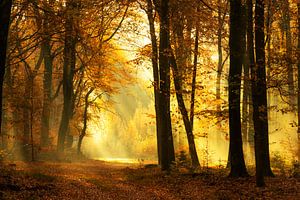 Pad door een mistig bos tijdens een mooie mistige herfstochtend van Sjoerd van der Wal Fotografie