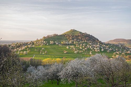 Limburg bei Weilheim an der Teck mit Sonnenuntergang und blühenden Streuobstwiesen im Frühling von Jiri Viehmann