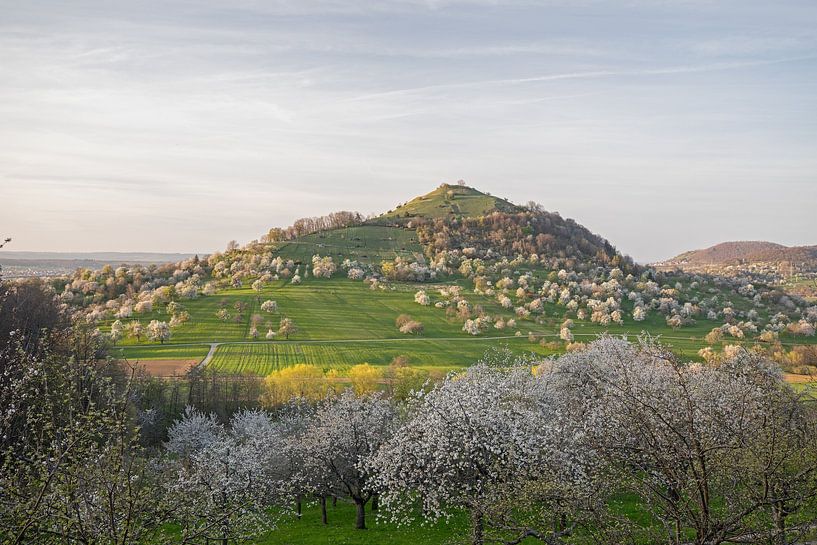Limburg near Weilheim an der Teck with sunset and blossoming orchards in spring by Jiri Viehmann