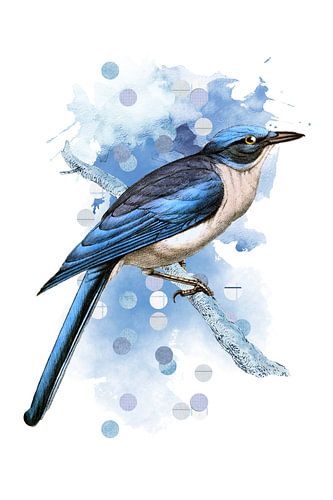 The Drawings of Birds