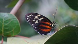 fiery butterfly. by Lieke Elsinga