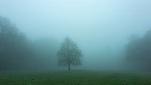 Arbre solitaire dans le brouillard près de la route Van Harinxmaweg à Beetsterzwaag Opsterland Friesland