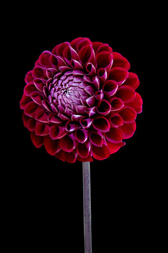 Dahlia I