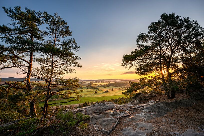 The pines on the Devil's Wall by Steffen Henze