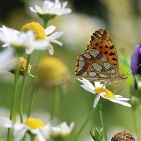 Kleiner Perlmuttfalter von Matthias Brix