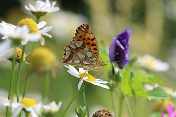 Small mother-of-pearl butterfly by Matthias Brix