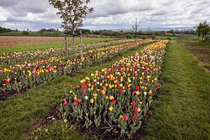 Tulpen in Eyserheide