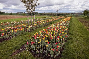 Tulpen in Eyserheide von Rob Boon