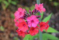 Phlox de la beauté timide