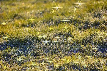 Ochtendglitter op de weide