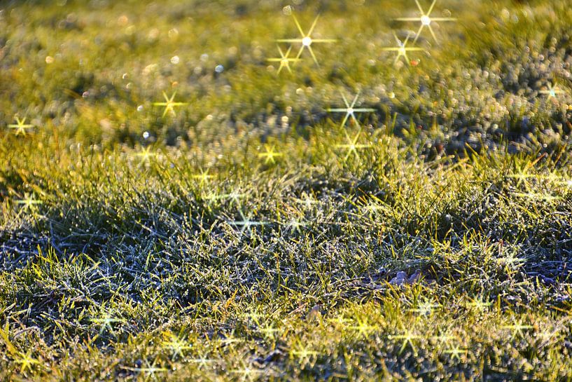 Ochtendglitter op de weide van Edgar Schermaul