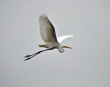 Grote zilverreiger van Pyter de Roos