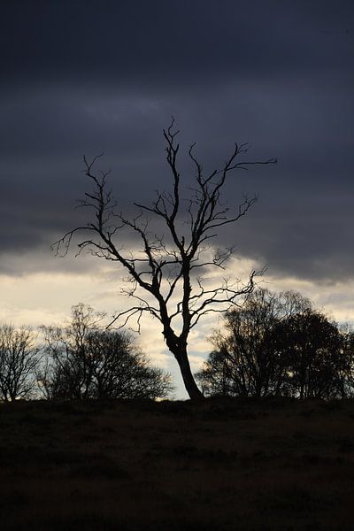 Kale boom bij zonsondergang. van Jurjen Jan Snikkenburg