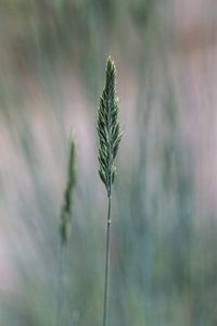 gras van Klaartje Majoor