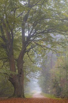 Mistige ochtend in het bos van Lisannesfotografie