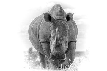 Portrait d'un rhinocéros, perspective de grenouille. sur Gunter Nuyts