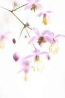 Pastel Pink