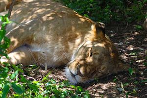 Lionne - ll sur G. van Dijk