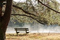 Bankje in de mist