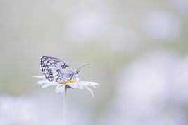 Checkerboard by Judith Borremans Natuurfotografie