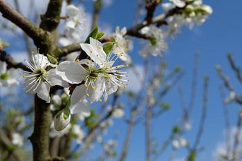 witte bloem