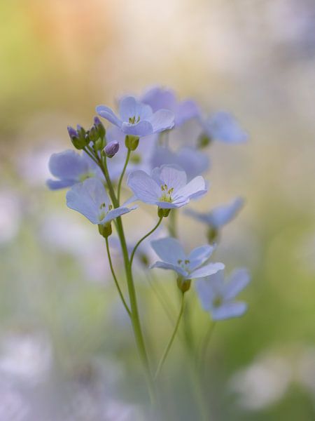 Pinksterbloemen by Jacqueline Heemskerk