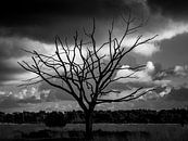 Silent tree on the Kalmthoutse Heide by Captured Created by Cathleen thumbnail