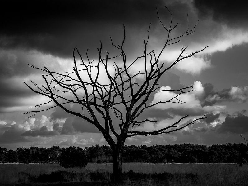 Silent tree on the Kalmthoutse Heide by Captured Created by Cathleen