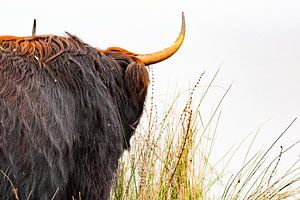Schottische Highlander "Warten"