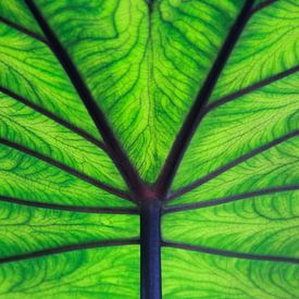 Leaf it to green by Jorike Wollrabe