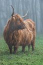 Schotse hooglander mist van Bart Lindenhovius thumbnail