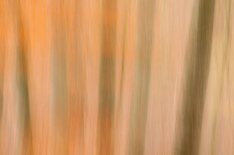 Beukenbos van Douwe Schut