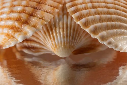 Ik kijk niet! Lijnpatronen met warme bruine - oranje tinten