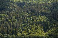 In die Wälder - Norwegen
