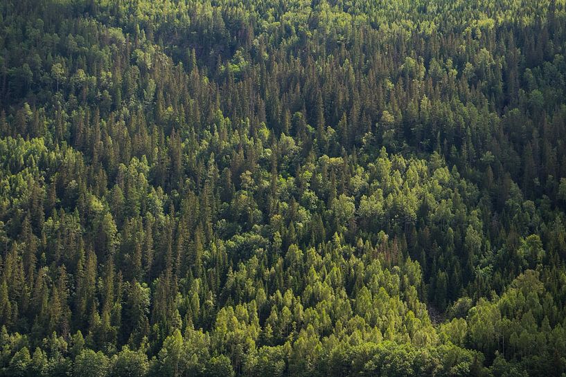 In die Wälder - Norwegen von Jolien Ezendam