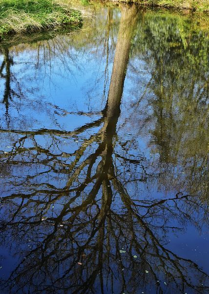 Spiegelung eines Baumes von Monique Verlouw